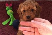 Amazing Cavapoo puppies thumbnail