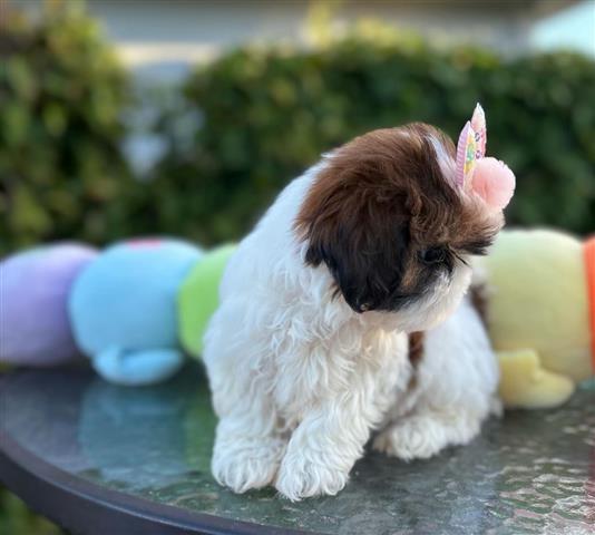 $280 : Adorable Shih Tzu disponible🐾 image 2