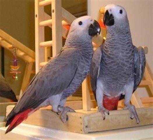 $500 : African Grey Parrots image 1