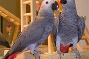 African Grey Parrots en Indianapolis
