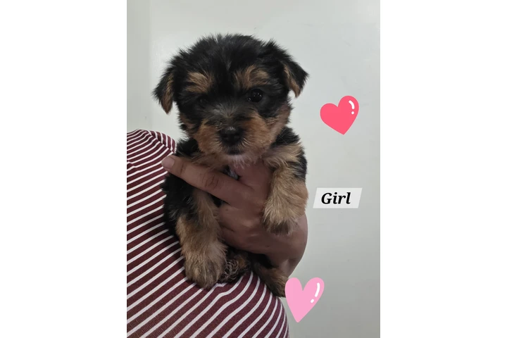 $1300 : Yorkies image 1