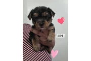 Yorkies en Los Angeles