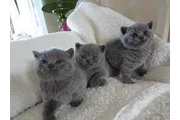 British shorthaired For sale en Monterey
