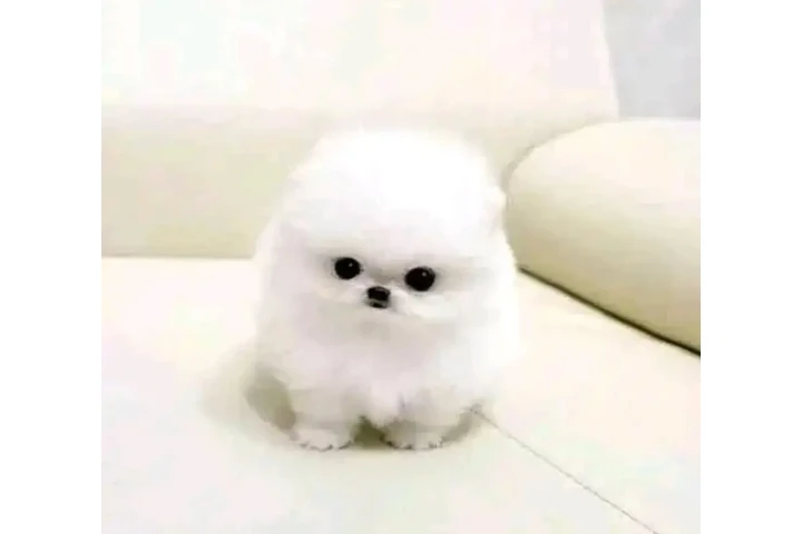 $300 : Pomeranian puppies image 4