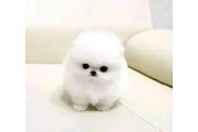 $300 : Pomeranian puppies thumbnail