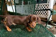 $600 : Adorables cachorros de Dachshu thumbnail