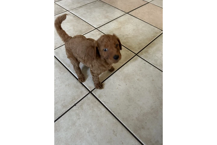 $750 : Golden doodle image 7