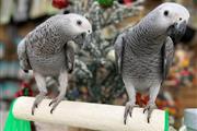 Facebook parrots en Wyoming