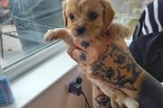 $300 : Cute Cavachon Pups Ready thumbnail