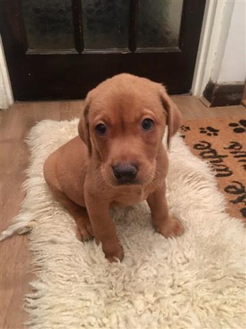 $450 : friendly Labrador Puppies image 2