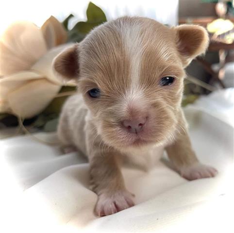 $350 : Chihuahua Puppy for adoption image 3