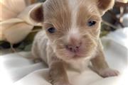 $350 : Chihuahua Puppy for adoption thumbnail