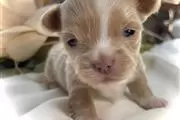 $350 : Chihuahua Puppy for adoption thumbnail