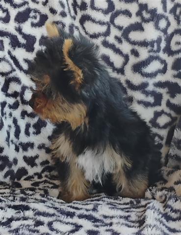 $950 : Tcup Yorkies image 2