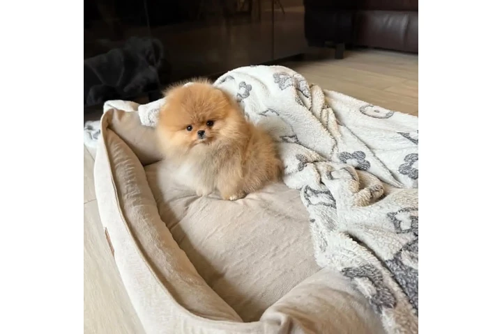 $355 : Adorable Pomeranian Puppies image 3