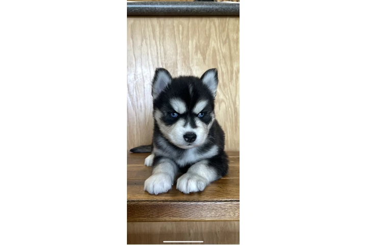 $400 : Siberian Husky Puppies image 5