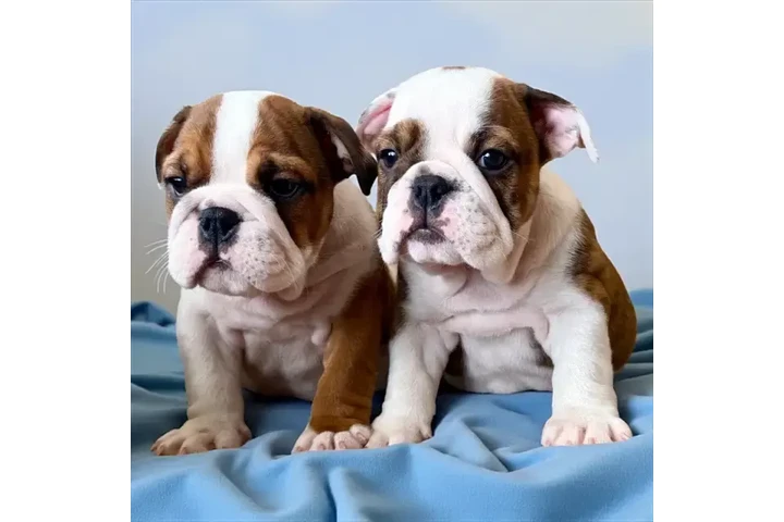 $2300 : Miniature English Bulldog image 1