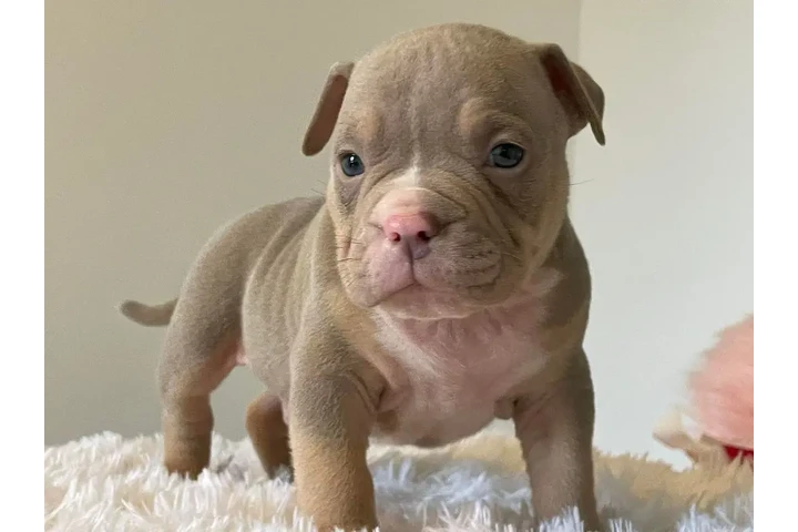 $350 : cachorros matones image 4