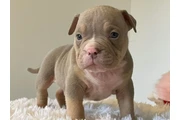 $350 : cachorros matones thumbnail