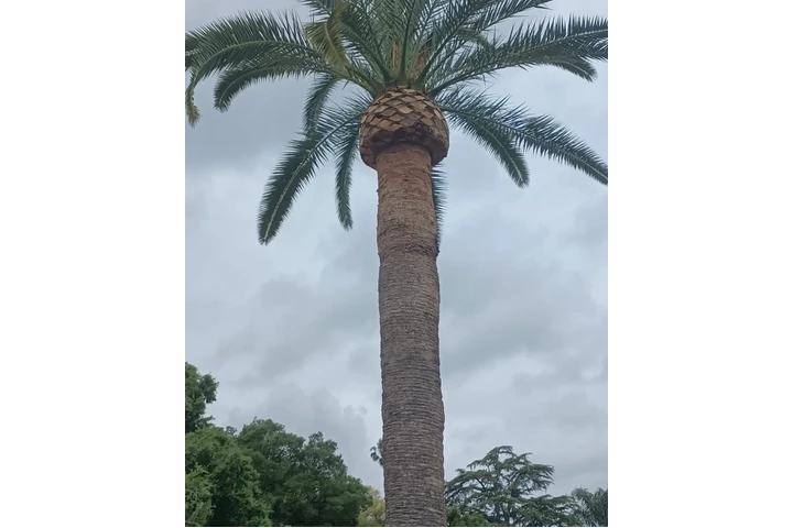 Trees cervise image 1