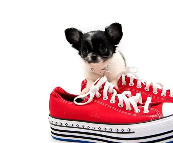 $600 : Chihuahua puppies for adoption image 2