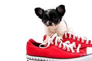 $600 : Chihuahua puppies for adoption thumbnail