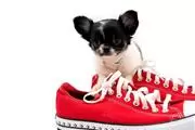 $600 : Chihuahua puppies for adoption thumbnail