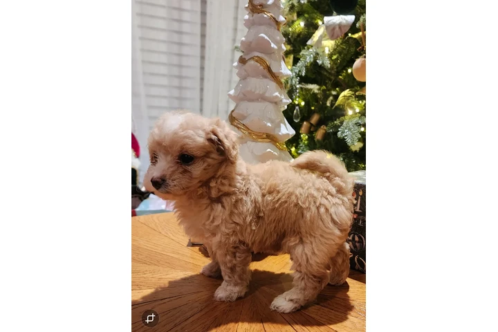 $480 : Perritos Adorables image 9