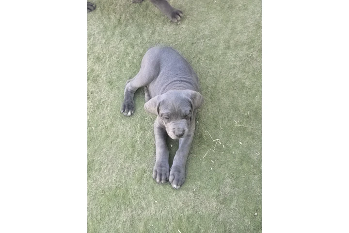 $2000 : Cane corson image 7