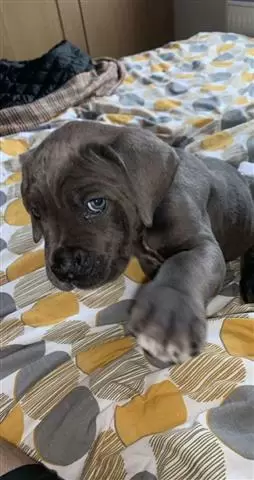 $400 : Cane Corso Puppies For Sale image 1