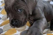Cane Corso Puppies For Sale en Boston