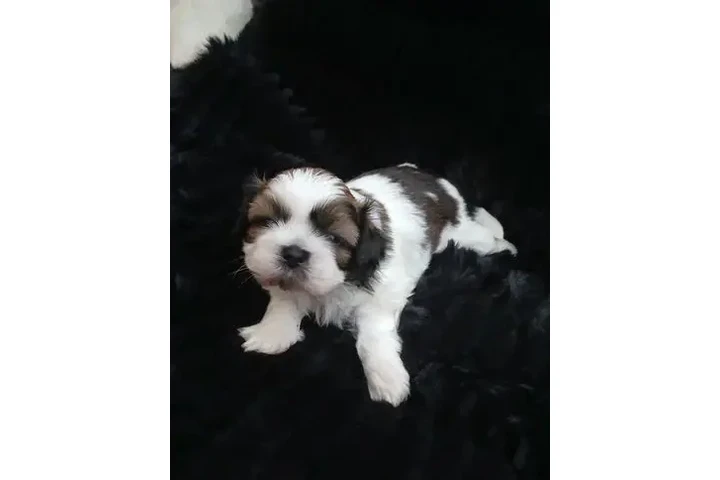 Bellissimi cuccioli di shih tz image 4