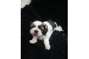 Bellissimi cuccioli di shih tz thumbnail