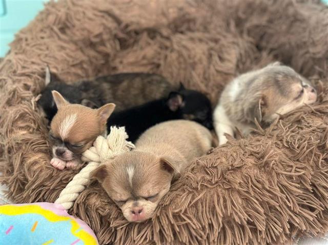 $350 : Cachorros Chihuahua en venta image 2