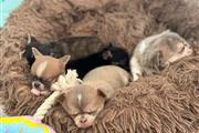 $350 : Cachorros Chihuahua en venta thumbnail