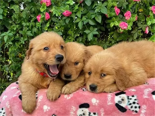 $500 : Cachorros Golden Retriever image 1