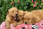 Cachorros Golden Retriever en Yuma