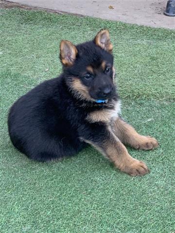 $500 : German shepherd puppy for sale image 3