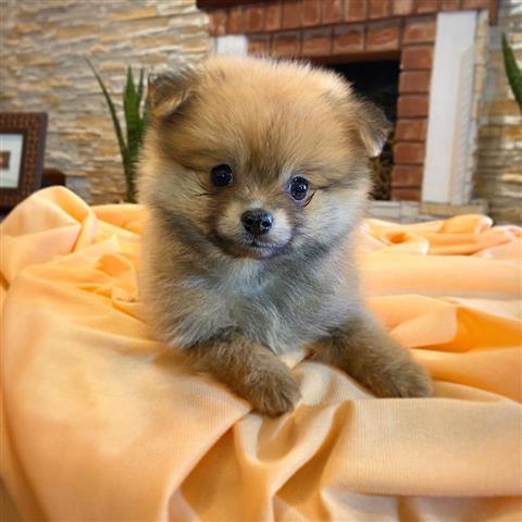 $350 : Cachorrito Pomerania image 2