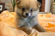 $350 : Cachorrito Pomerania thumbnail