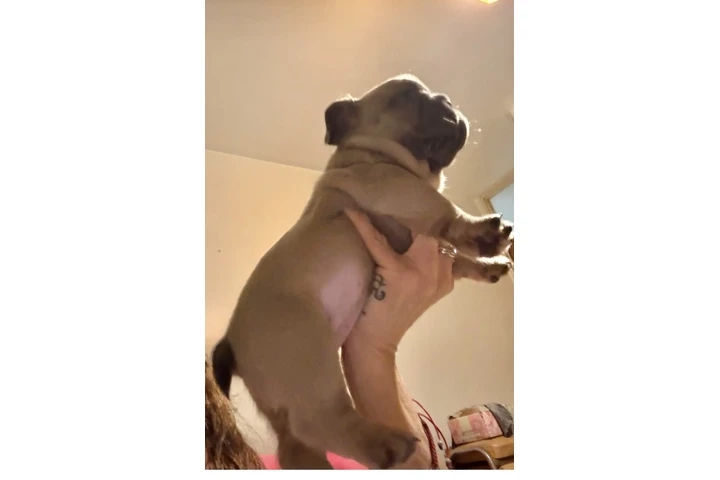 $899000 : Cachorros Bulldog Francés image 9