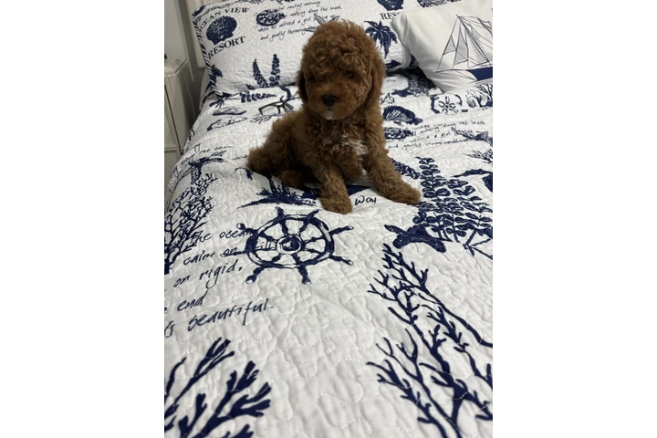 $2000 : Poodle image 2