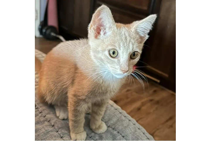 $1 : LINDO GATITO image 4