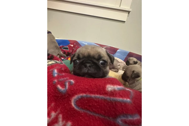 $350 : cachorros de pug image 1