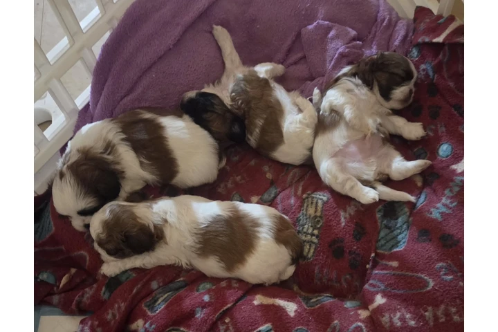 $650 : 4 shitzu 100%puros image 2