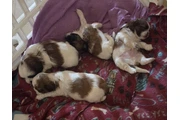 $650 : 4 shitzu 100%puros thumbnail