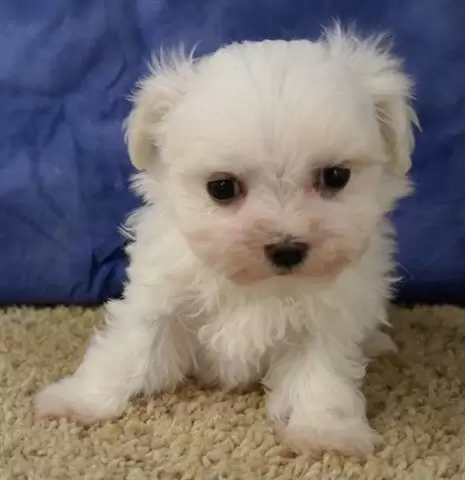 $350 : Lovely Maltese puppy for sale image 2