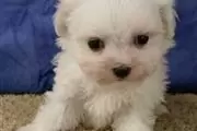 $350 : Lovely Maltese puppy for sale thumbnail