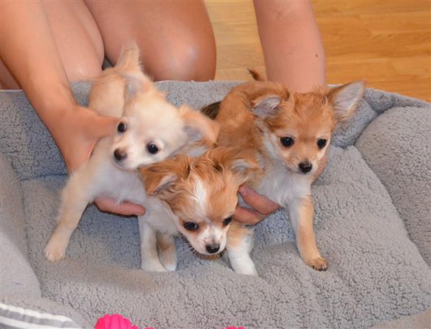 $550 : buy adorable Chihuahua Puppies image 1