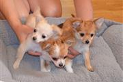adorable Chihuahua Puppies